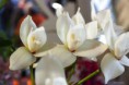 /album/l%27orchidee%3a-fleurs-des-songes-aux-contours-r%c3%aaveurs/orchidee-mars-2013-190-jpg/